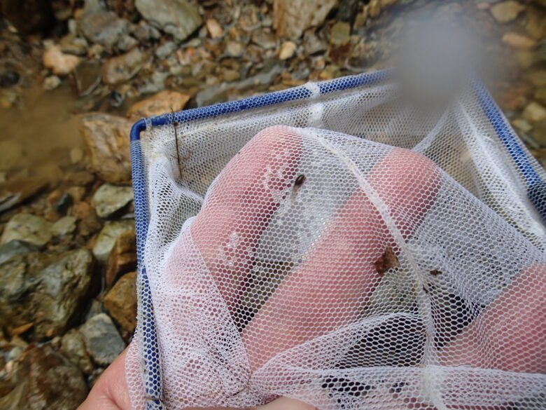 2025/6/27　オタマジャクシ