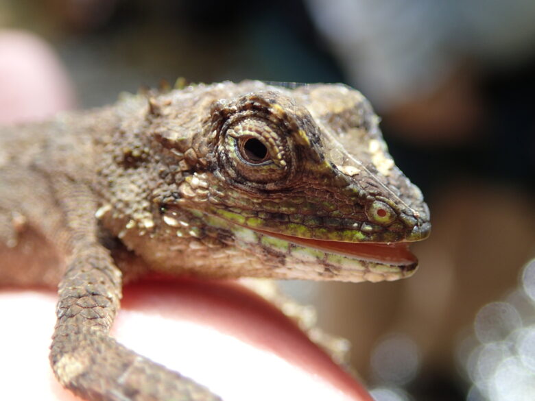 2025/6/27　オキナワキノボリトカゲ、メス