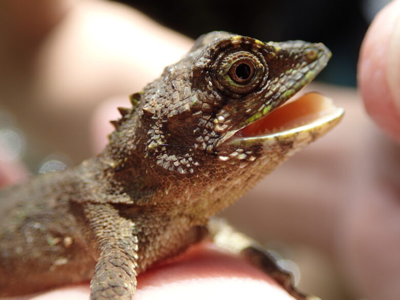 2025/6/27　オキナワキノボリトカゲ、メス