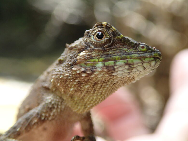 2025/6/27　オキナワキノボリトカゲ、メス
