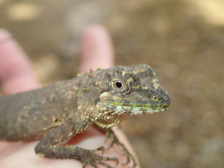 2025/6/27　オキナワキノボリトカゲ、メス