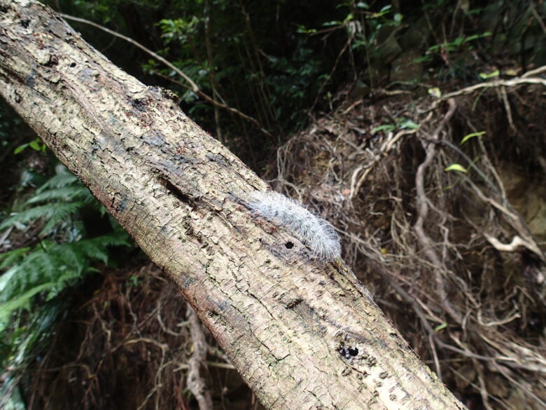 2025/6/27　ルリモンホソバ幼虫