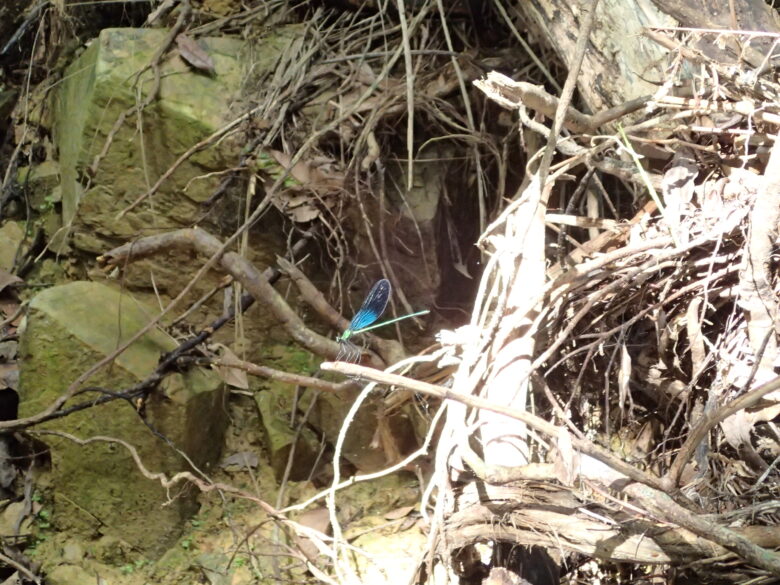 2025/6/29　リュウキュウハグロトンボ、オス