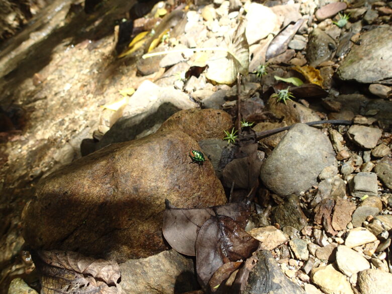 2025/6/30　ナナホシキンカメムシとオオバキ
