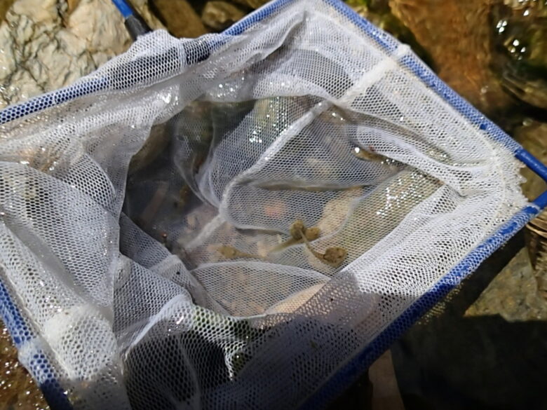 2025/7/1　オタマジャクシ