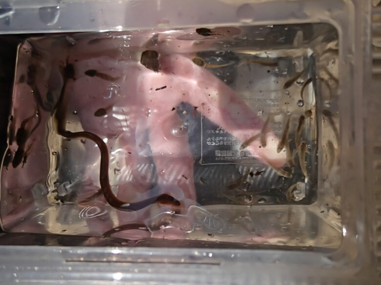 2025/7/1　オオウナギ子供