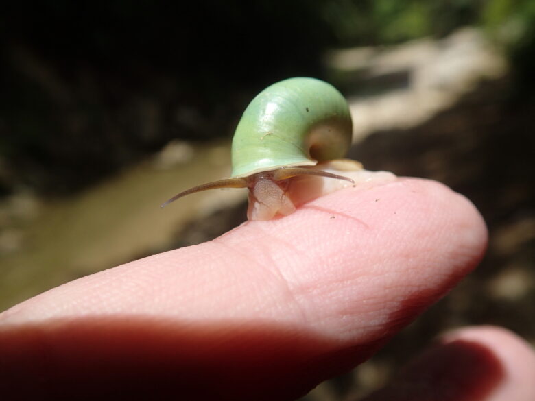 2025/7/6　アオミオカタニシ