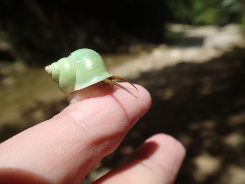 2025/7/6　アオミオカタニシ