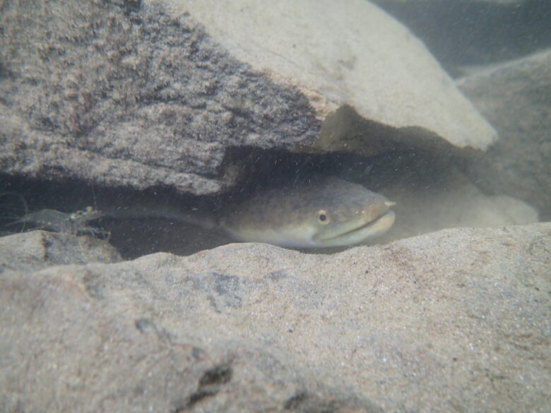 2025/7/6　オオウナギ