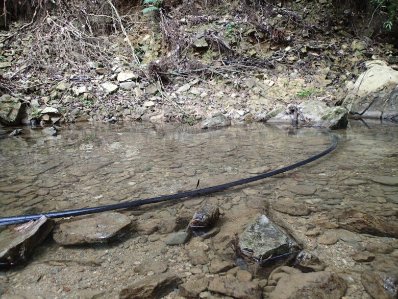 2025/7/6　人工物に産卵してるリュウキュウハグロトンボ、メス