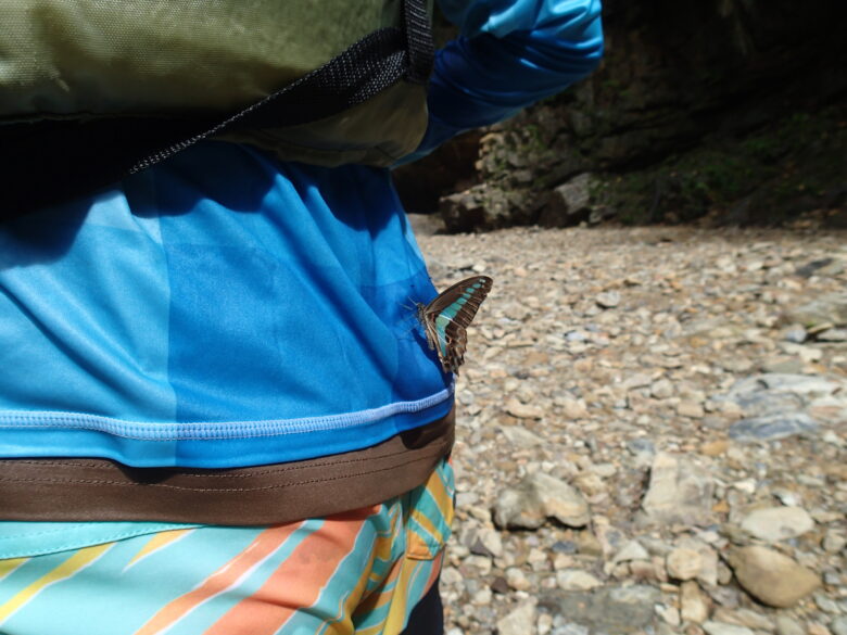 2025/7/9　アオスジアゲハ