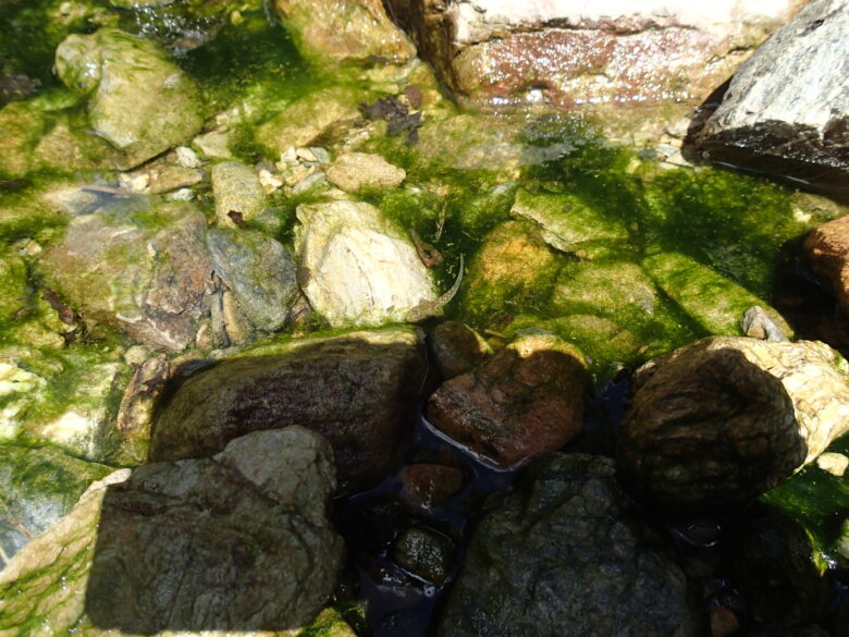 2025/7/9　足の生えてきたオタマジャクシ