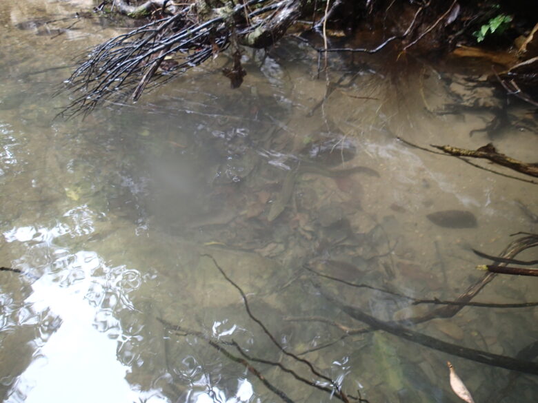 2025/7/10　オオウナギ