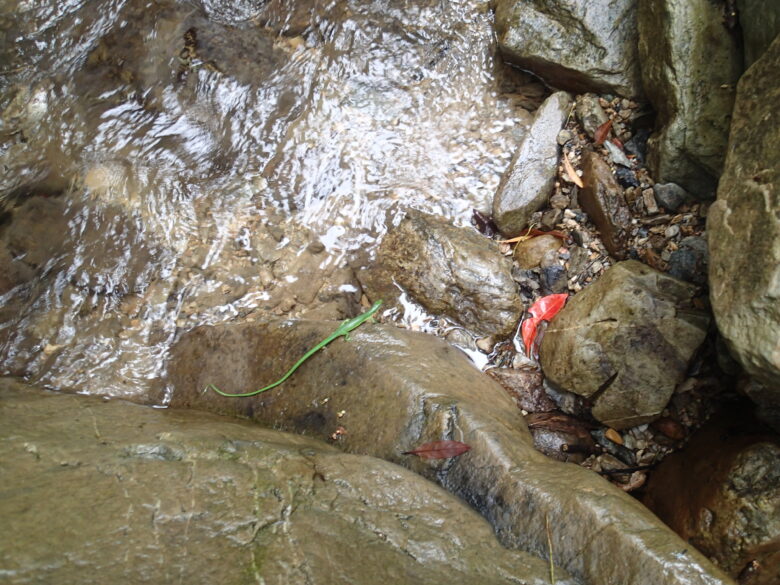 2025/7/10　アオカナヘビ、メス