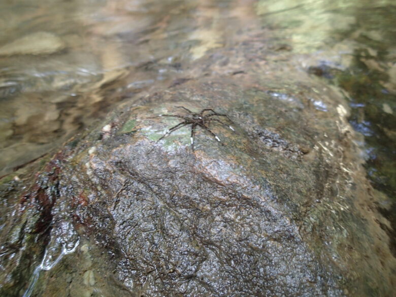 2025/7/13　オオハシリグモ