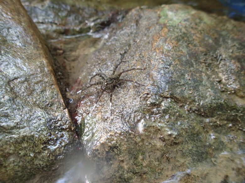 2025/7/13　オオハシリグモ