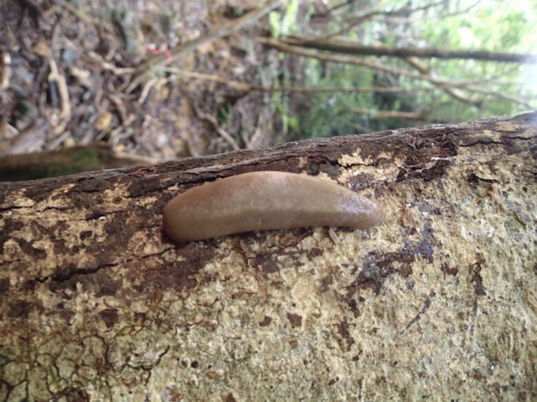 2025/7/13　ヤンバルヤマナメクジ