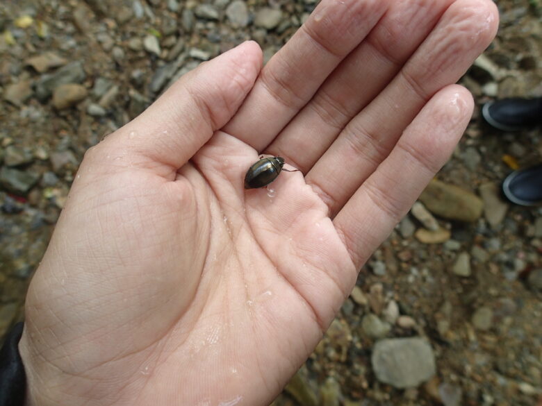 2025/7/13　オキナワオオミズスマシ