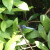 2025/713　オオシオカラトンボ