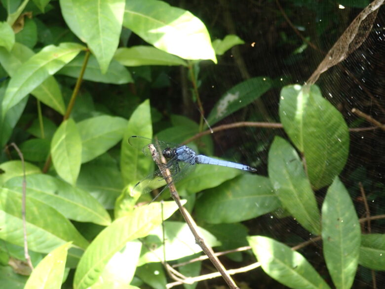 2025/713　オオシオカラトンボ