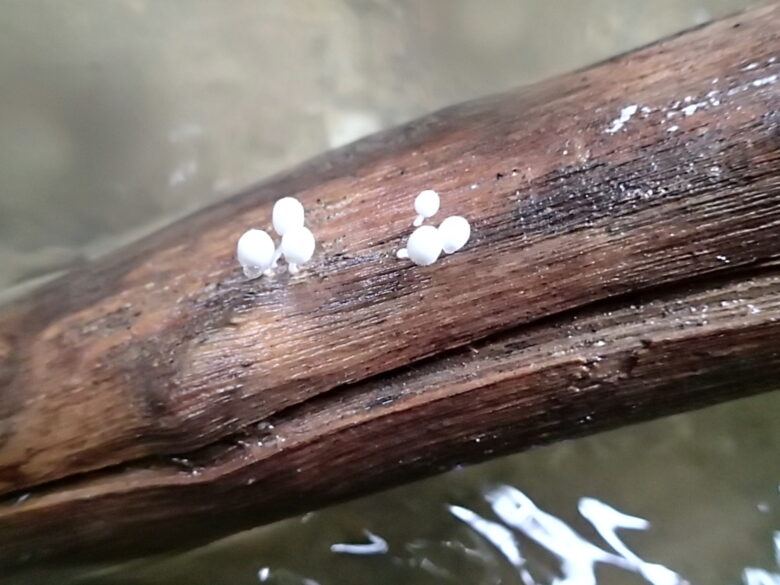 2025/7/13　キノコ出現