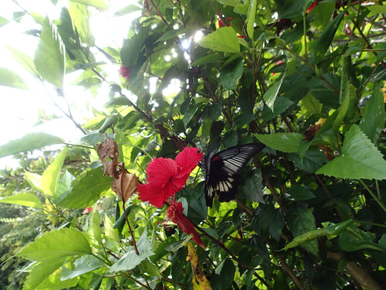 2025/7/13　ナガサキアゲハ、メスとハイビスカス
