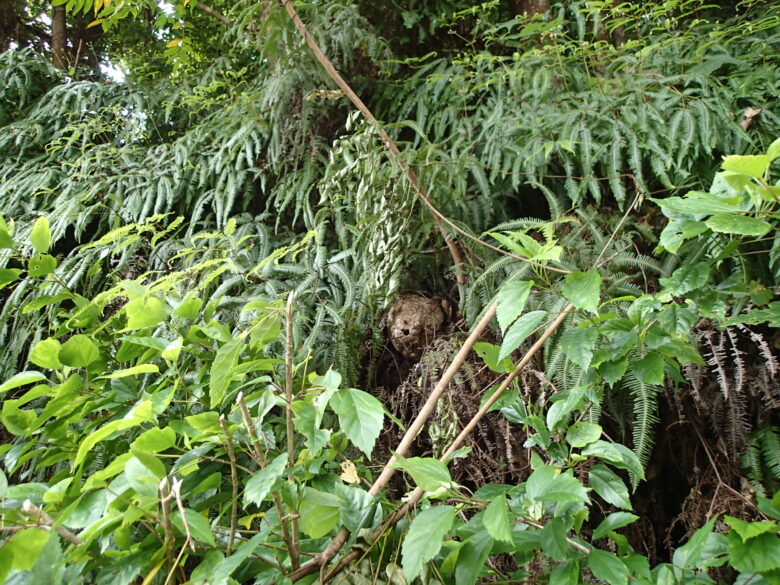 2025/7/19　スズメバチの巣