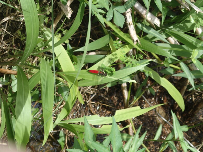 2025/7/19　オオハラビロトンボ