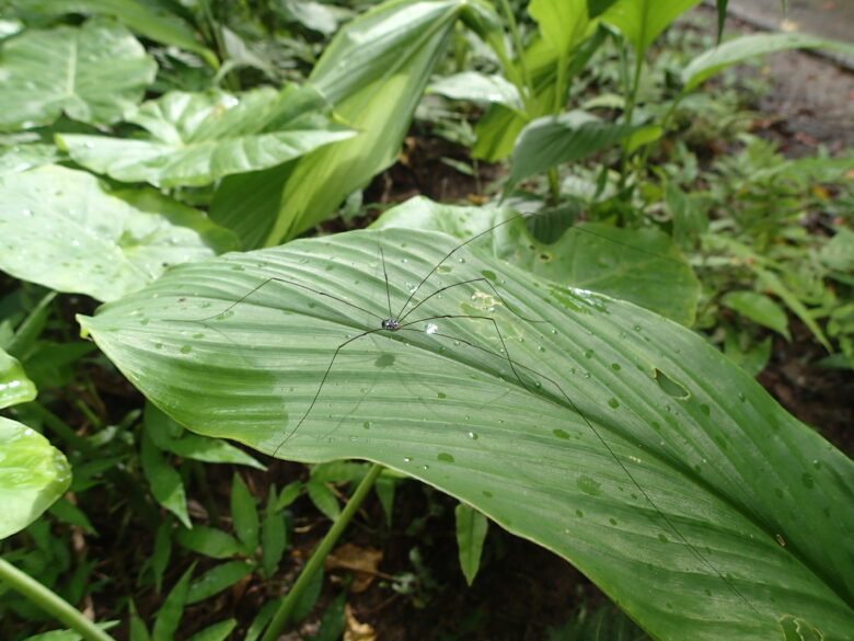 2025/7/22　ザトウムシ