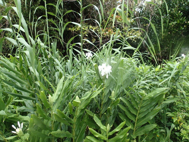 2025/7/23　ハナシュクシャ