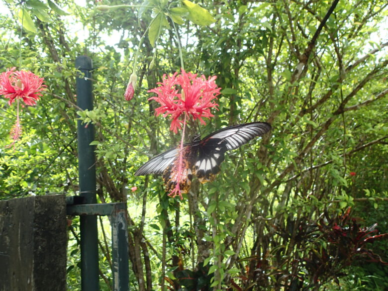 2025/7/25　ナガサキアゲハ、メス