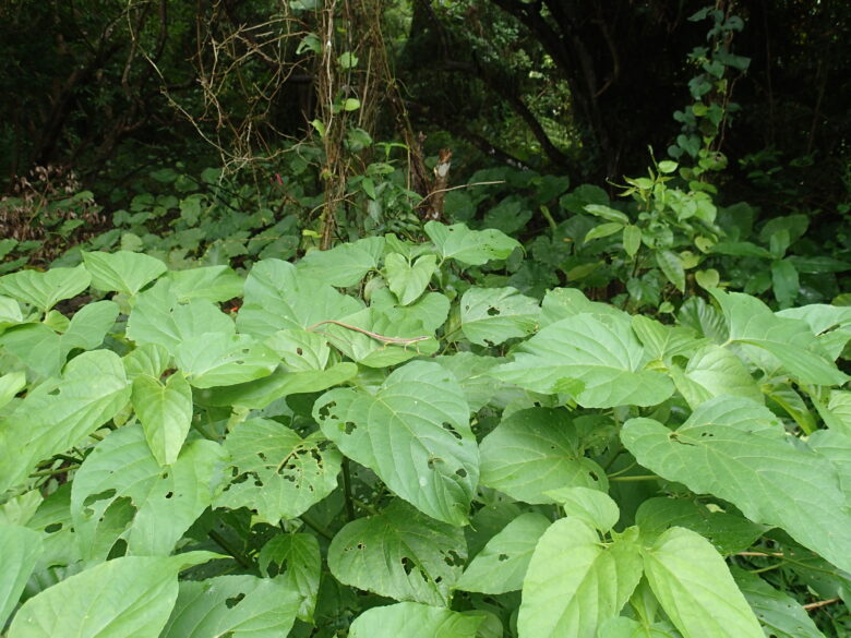 2025/7/25　アオカナヘビ、オス