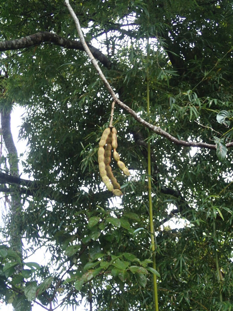 2025/7/26　イルカンダの実