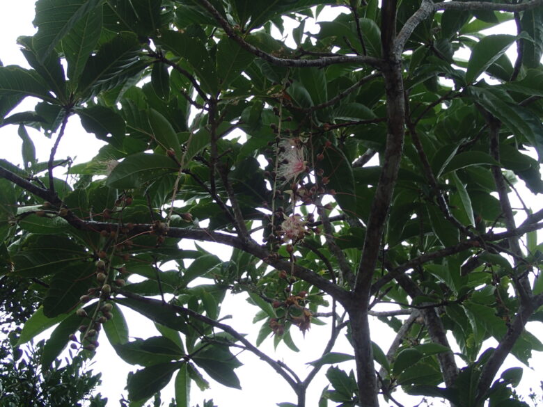 2025/7/26　サガリバナ開花