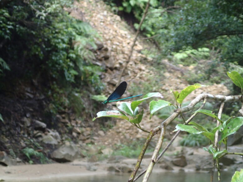 2025/7/26　リュウキュウハグロトンボ、オス