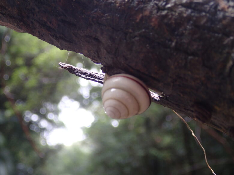 2025/7/26　オキナワヤマタカマイマイ