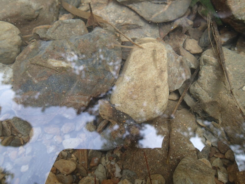 2025/7/28　川の中にクロヨシノボリ(ハゼの仲間)