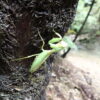 2025/7/28　ハラビロカマキリ