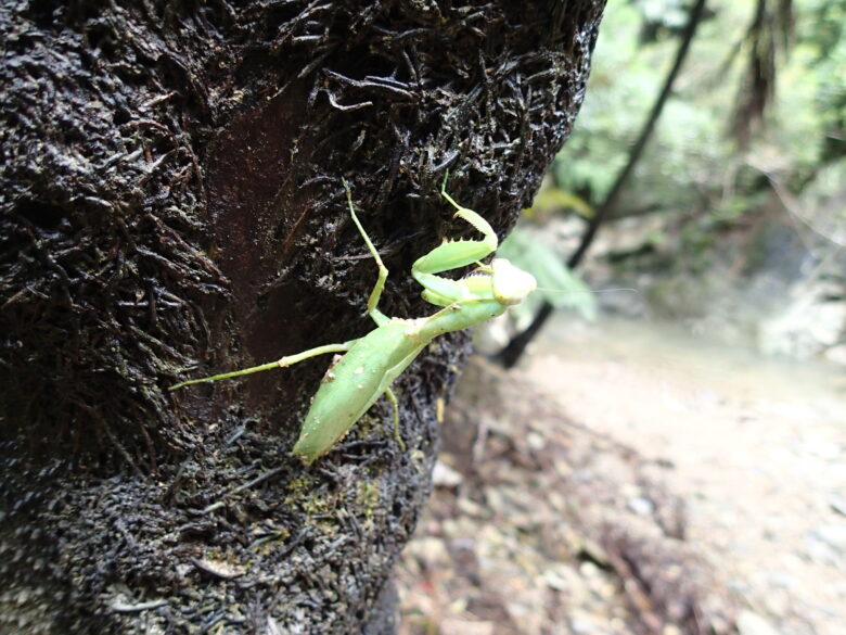 2025/7/28　ハラビロカマキリ