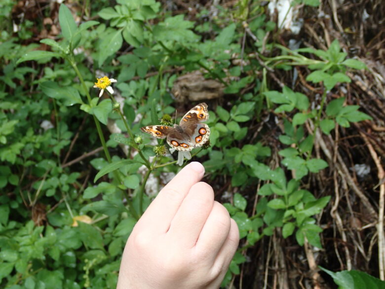 2025/7/28　アオタテハモドキ