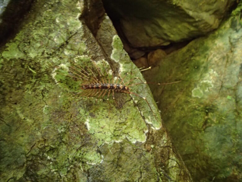 2025/7/30　オオゲジ