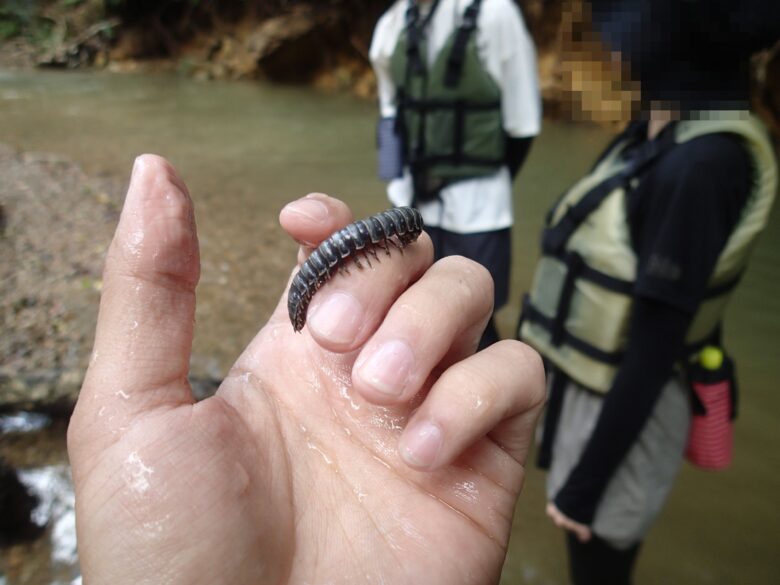 2025/7/30　ホルストアマビコヤスデ