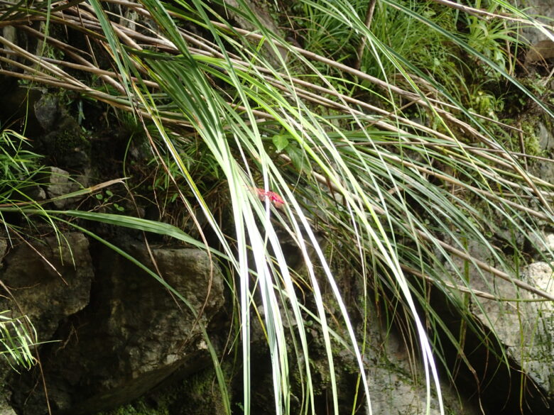 2025/7/30　タイリクショウジョウトンボ