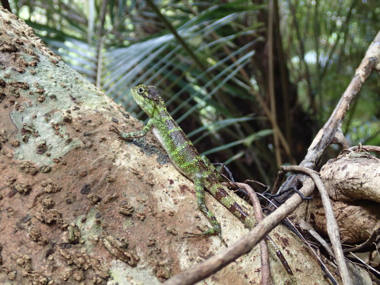 2025/7/31　オキナワキノボリトカゲ、オス