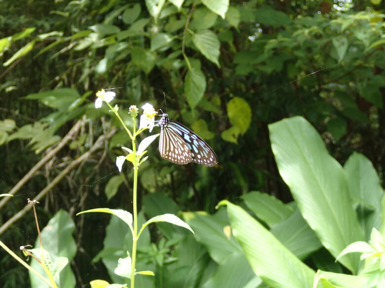 2025/7/31　リュウキュウアサギマダラ