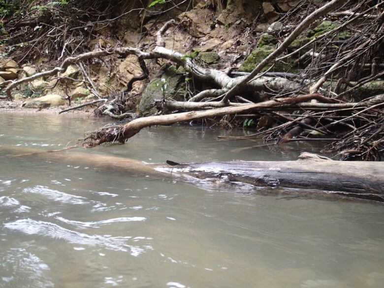 2025/8/2　倒木に産卵するリュウキュウハグロトンボ、メス
