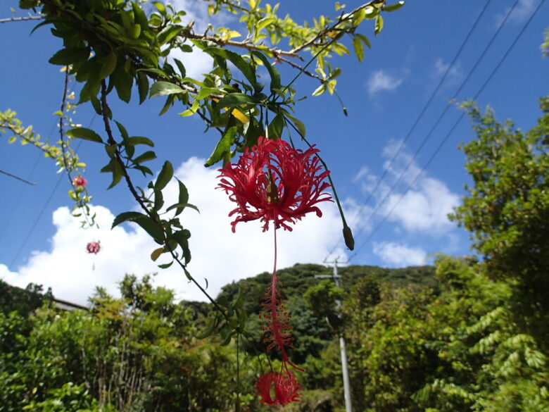 2025/8/2　フウリンブッソウゲ