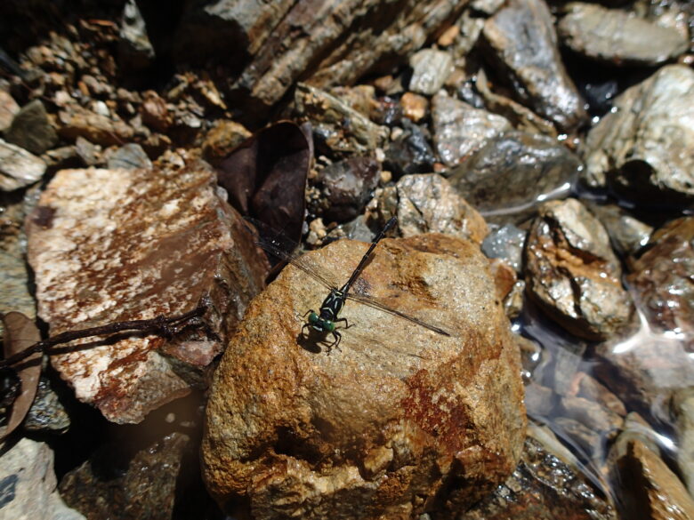 2025/8/2　オキナワサナエ