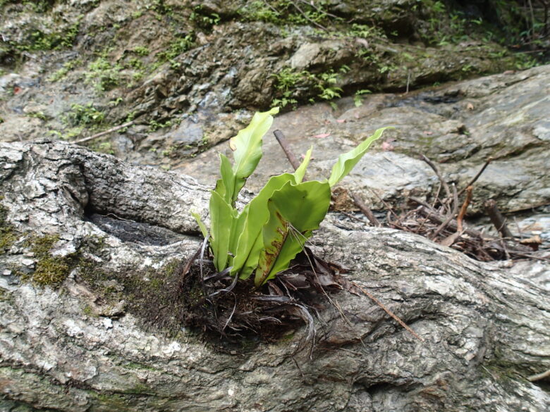 2025/8/2　オオタニワタリ