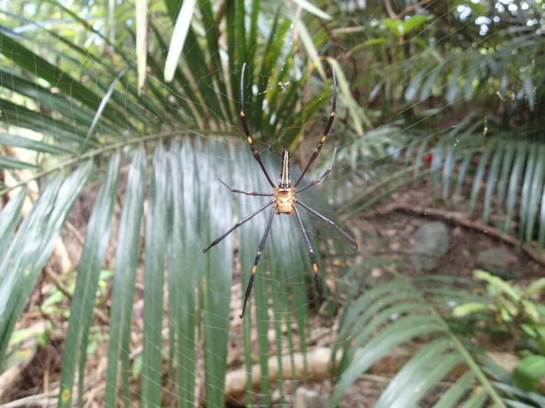 2025/8/4　オオジョロウグモ